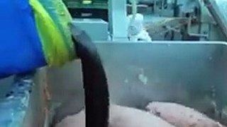 You are surprised when you see this video of making processed meat