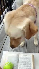 Persistent Labrador Wants to Play Fetch