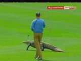 Golf da coccodrilli