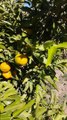 Saison de récolte des citrons au Maroc...la ville de Berkane