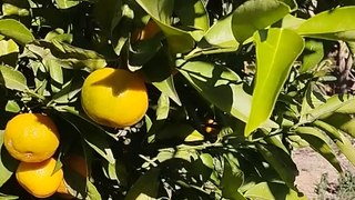 Saison de récolte des citrons au Maroc...la ville de Berkane