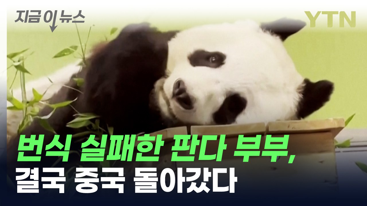 번식 실패한 英 판다 부부, 결국 중국으로 돌아갔다 [지금이뉴스] / YTN