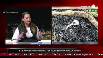 Erika Ramírez nos explica sobre la quema de plantas de Tule en la Laguna de Villa Corona