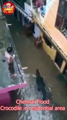 Chennai Flood Crocodile in residential area