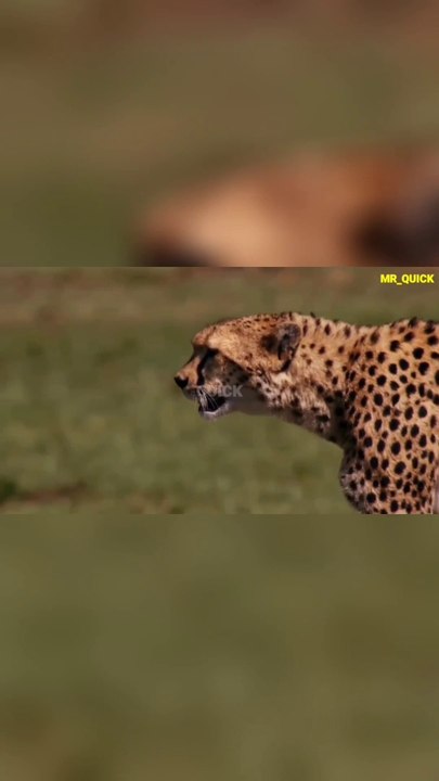 Clash_of_Predators