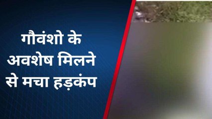 अलीगढ़: नाले में गोवंशों के अवशेष मिलने से मचा हड़कंप, मौके पर पहुंचे हिंदूवादी