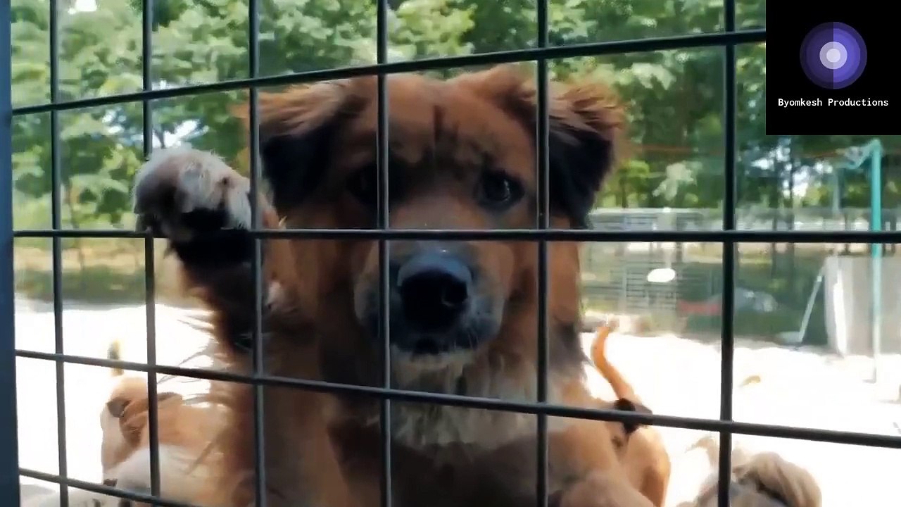 Discovering the agony and pain of abandoned pet dogs