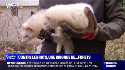 Bordeaux: des furets utilisés pour chasser les rats d'un quartier