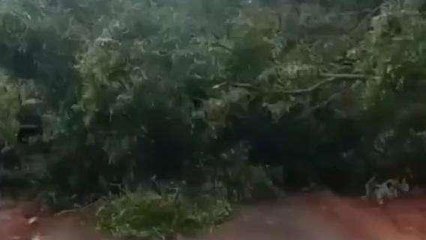 అల్లూరి జిల్లా: భారీగా ఈదురు గాలులు... నేలవారిని చెట్లు