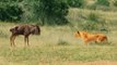 Wildebeest Passes Out in Front of Lion Mid Hunt
