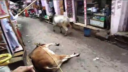 दुकान की छत पर खड़ा सांड