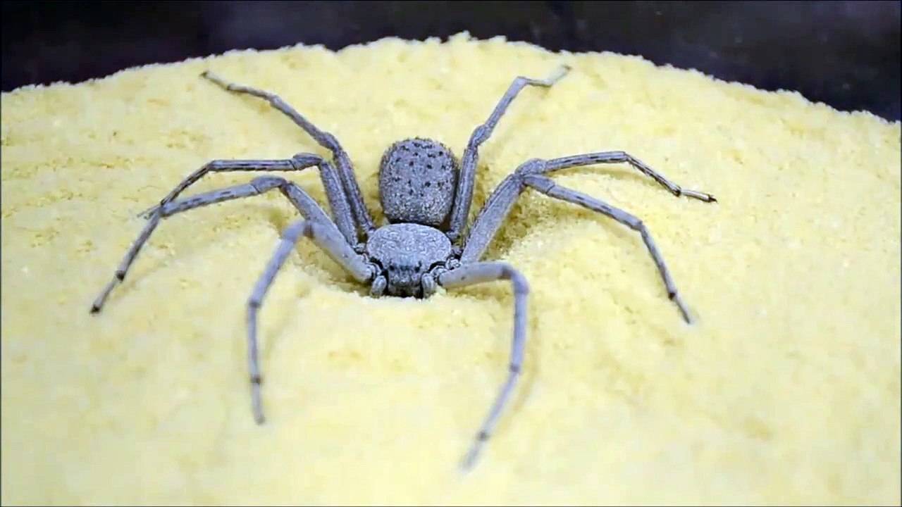 Technique de camouflage incroyable d'une araignée