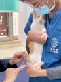 Vaccination Giving To The Cat | Cats Funny Compilation | Cats Funny Reactions | Cats Funny Moments #cats #satisfyingvideos #catshorts #pets #animals #fun #love #cute #beautiful #funny