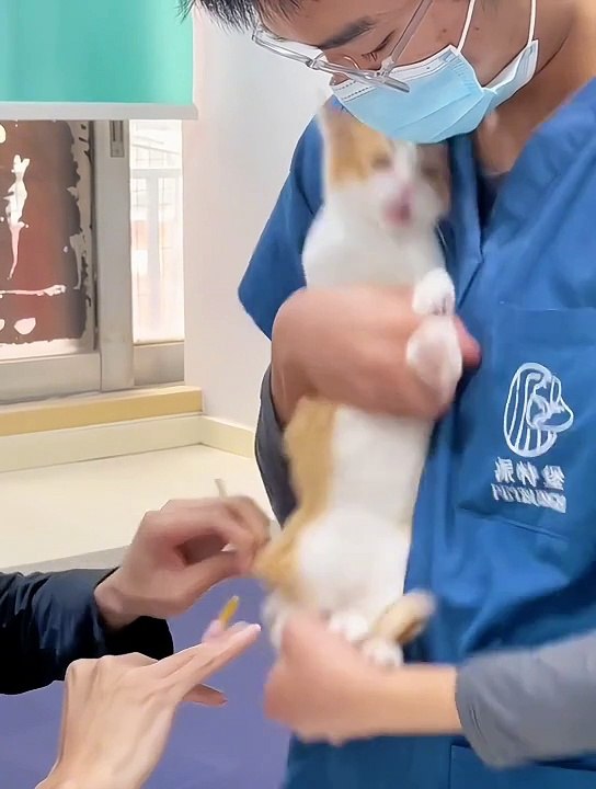 Vaccination Giving To The Cat | Cats Funny Compilation | Cats Funny Reactions | Cats Funny Moments #cats #satisfyingvideos #catshorts #pets #animals #fun #love #cute #beautiful #funny