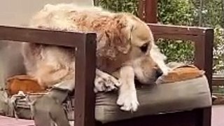 Funny cat dog animals compilation animal videos on Instagram Tiktok