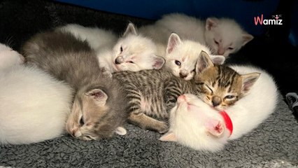 Un chat errant a besoin d'aide en urgence : sur place, ils réalisent qu'ils ont sous-estimé un point crucial