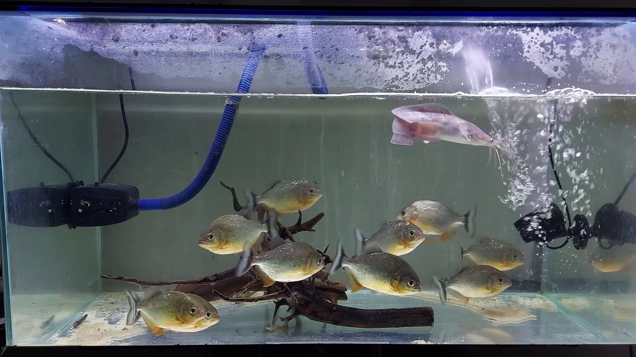 Amazon Piranha Red Belly Feeding (Catfish) Makan Piranha (WARNING LIVE FEEDING)