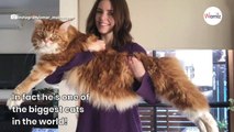 When people see this Maine Coon's size, they don't believe he's real