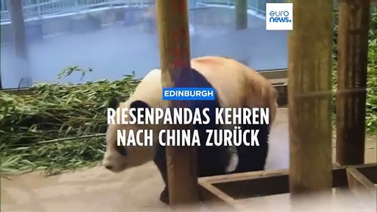 Spannungen mit dem Westen? China holt letzte Riesenpandas zurück