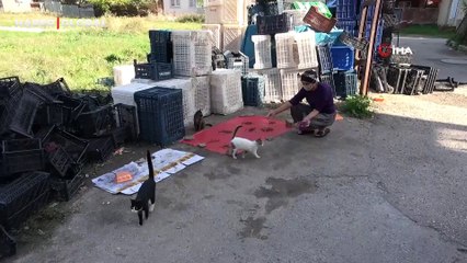 Kanser hastası kadın hayata sokak hayvanları ile tutunuyor: ''Hastalığım bu sayede ilerlemiyor''