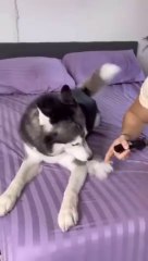 My Dog is Smarter than Husky and Chihuahua