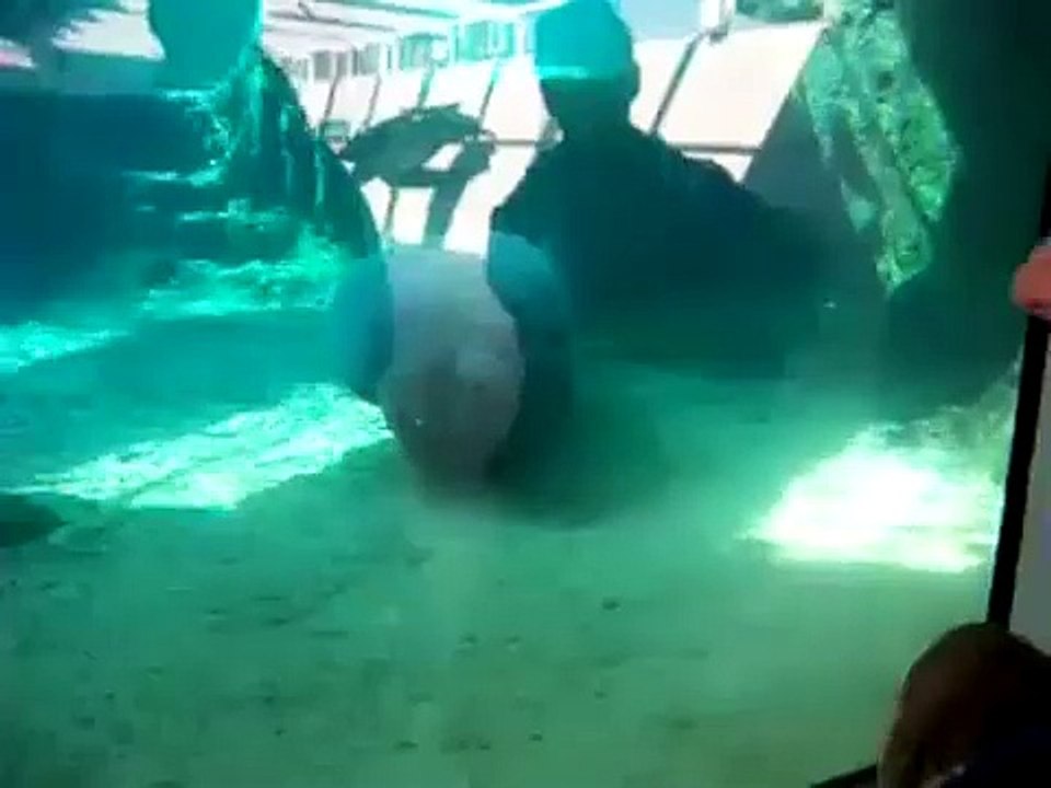 Manatee