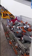 Funny Duck_1 | funny | funny video | funny  videos 2023 | funny video download | funny videos short | funny videos for kids | funny video clips | funny videos 2023 tiktok | funny videos 2022 |  funny videos youtube