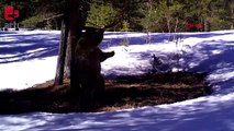 Sarıkamış'ta takip edilen ayılar kış uykusuna yattı