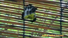 black-tailed hornet