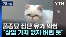 고양이 20마리 집단 유기 의심...동물 단체 