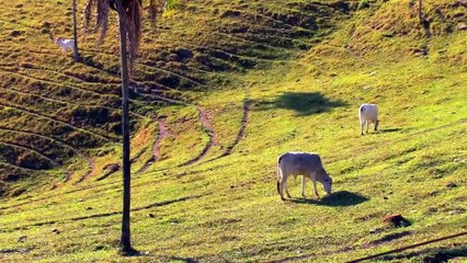 f Village The most beautiful  _ free village video use _ Natural village _Free yotube video-30-D