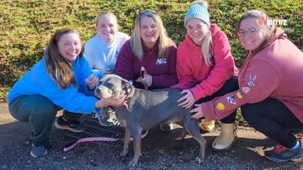 Incontra un cane di un rifugio: quello che porta al collo è "un segno del cielo"