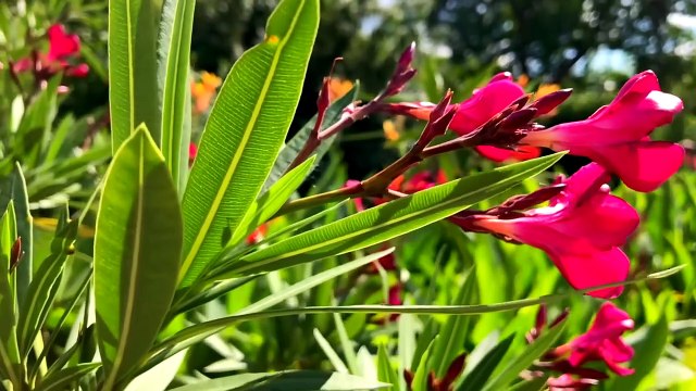 F1 Beautiful Pink Flowers - Royalty Free Stock Footage G