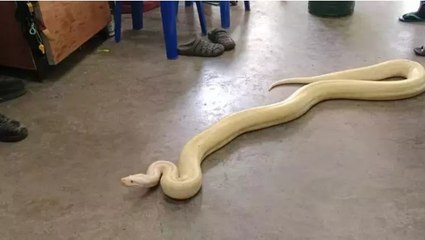 Bangkok'ta yaklaşık 4 metrelik dev piton bulundu