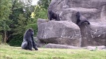 Four New Gorillas Are Welcomed to Their Gorilla Habitat in Detroit Zoo