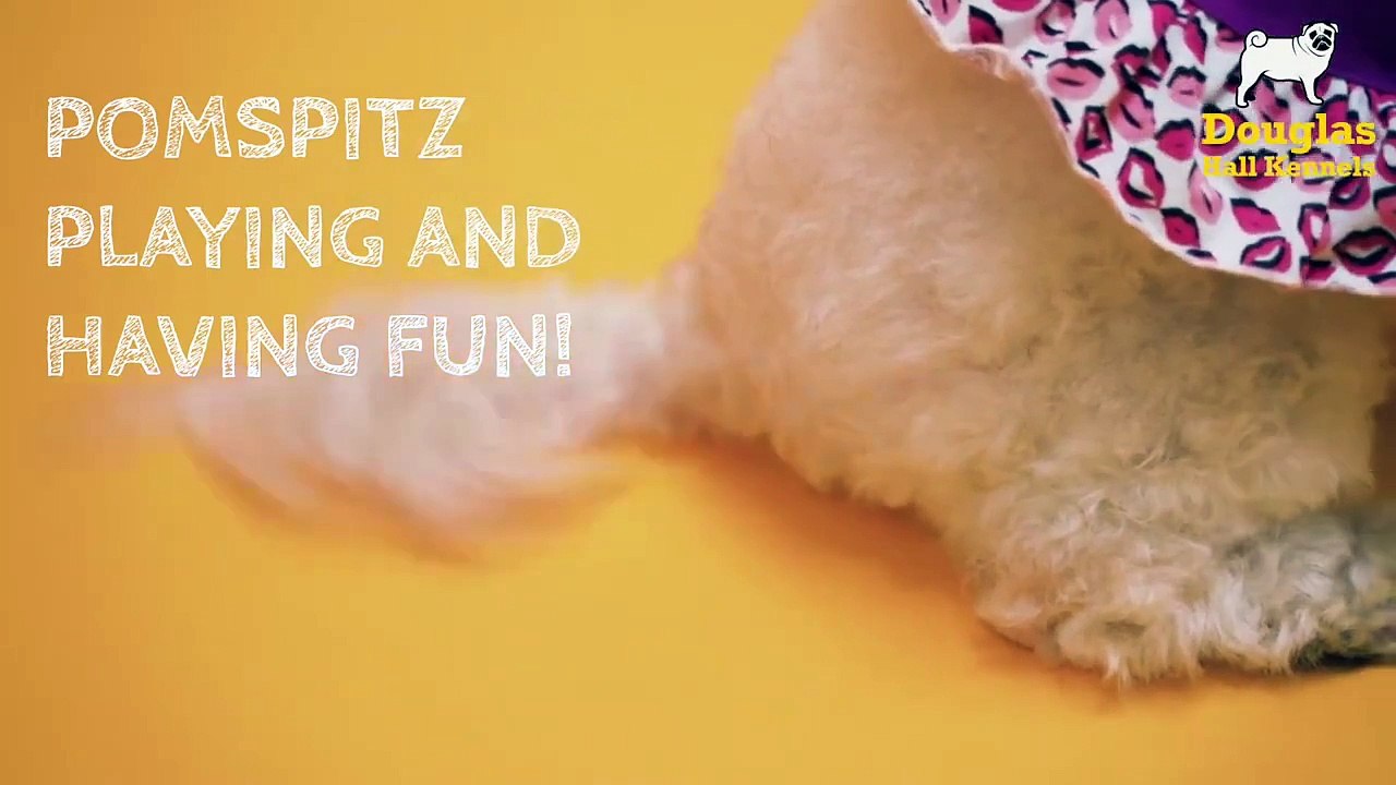 Pomspitz Puppies For Sale UK | Douglas Hall Kennels