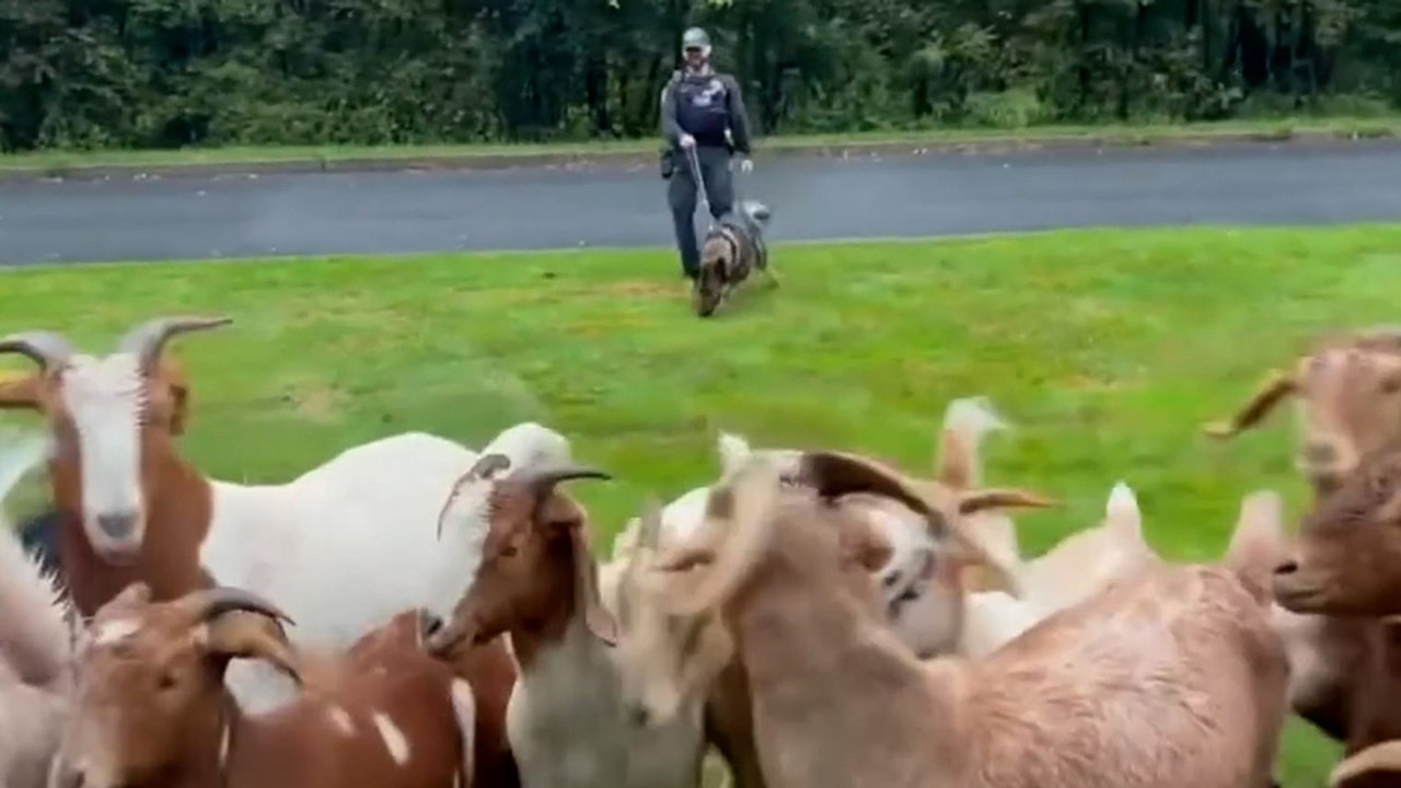 Impressive Moment Police Dog Helps Herd 30 Escaped Goats