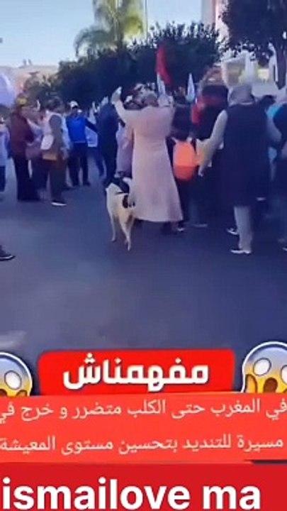 الكلاب تتضامن مع بشر في وقفه احتجاجيه ضد غلاء الاسعار في المغرب