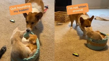 Corgi Wants To Steal Basket From Kittens