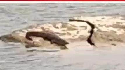 मंदसौर: रामघाट डैम पर दिखा मगरमच्छ, क्षेत्र में दहशत का माहौल