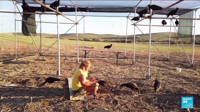 On board two ultralight aircrafts, researchers teach migratory birds a safer route