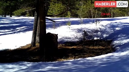 Sarıçam ormanlarında bozayılar kış uykusuna yattı