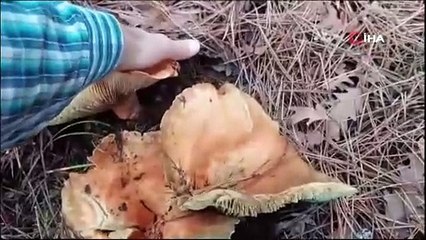 Görünce hayrete düştü, kayda alarak anlatmaya başladı