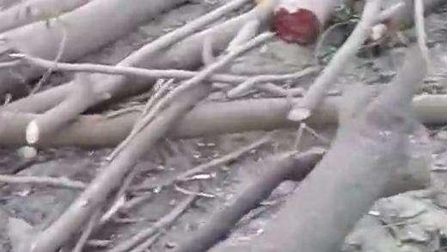 सीतापुर: पुलिस व वन विभाग की मिली भगत से काटे गए एक दर्जन से अधिक प्रतिबंधित पेड़