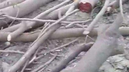 सीतापुर: पुलिस व वन विभाग की मिली भगत से काटे गए एक दर्जन से अधिक प्रतिबंधित पेड़