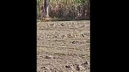 लखीमपुर: गन्ने के खेत में घुसता दिखा बाघ, ग्रामीणों में दहशत का माहौल