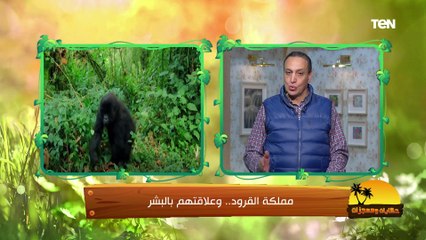 بها 254 نوع ويصابوا بالسرطان والسكري.. تعرف على مملكة القرود وعلاقتها بالبشر