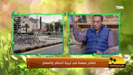 د. مصطفى بسطامي: السمان طائر ملوش طلبات.. والحمام يعتمد على نفسه