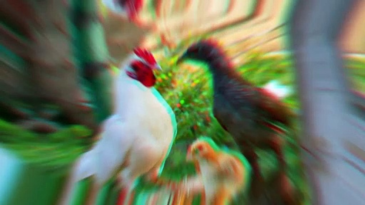 Animated Urdu story of Rooster and Bulbul Friendship _ Bulbul or Murgy ny kaisy sher ko kabze ma lya