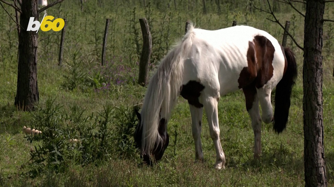 Argentinian Horse Rescue Sanctuary Restores Faith In Humanity